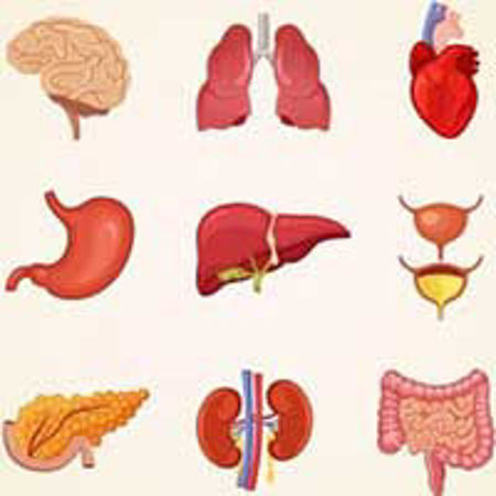 Picture for category Digestive , Liver & Heart Health